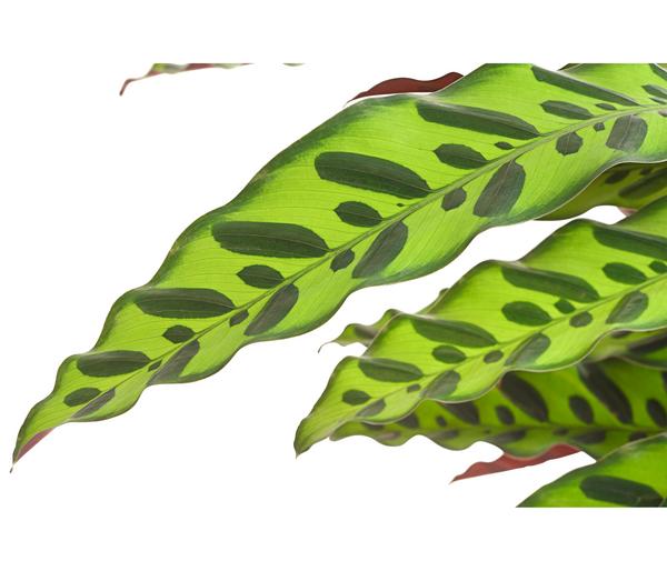 Korbmarante - Calathea lancifolia