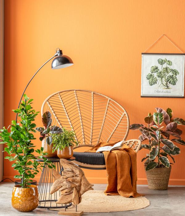 Birkenfeige - Ficus benjamina 'Kinky',