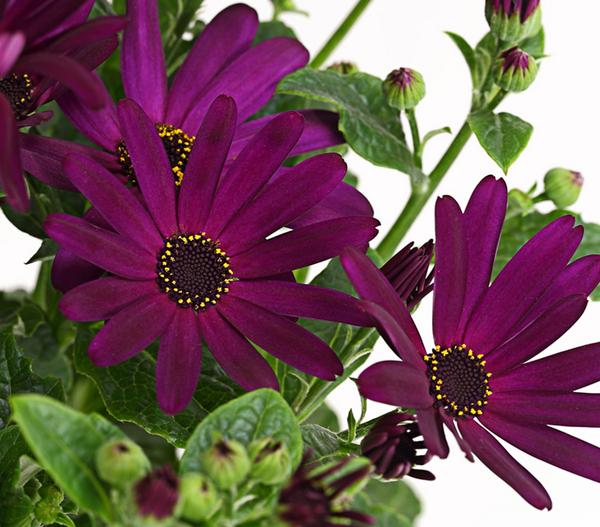 Teneriffa Stern - Cineraria