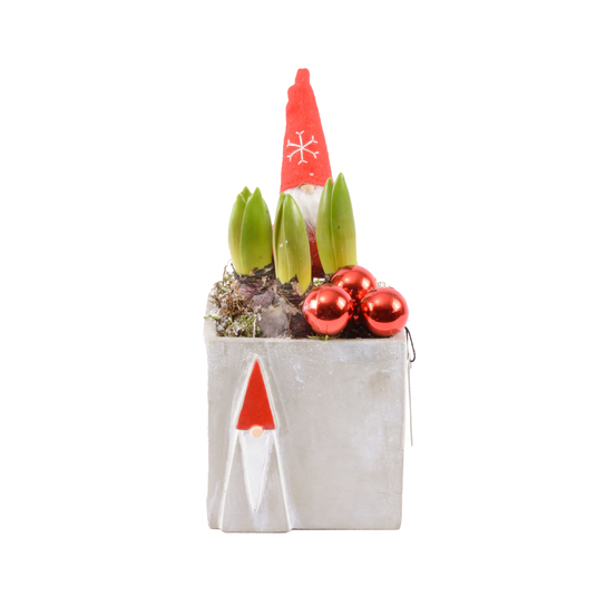 Jacinthe X3 déco Lutin de Noël D12