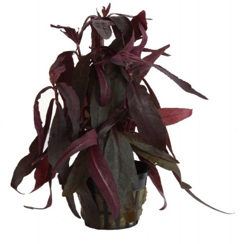 Planta de aquário Tropica Iberia Alternanthera Sessilis