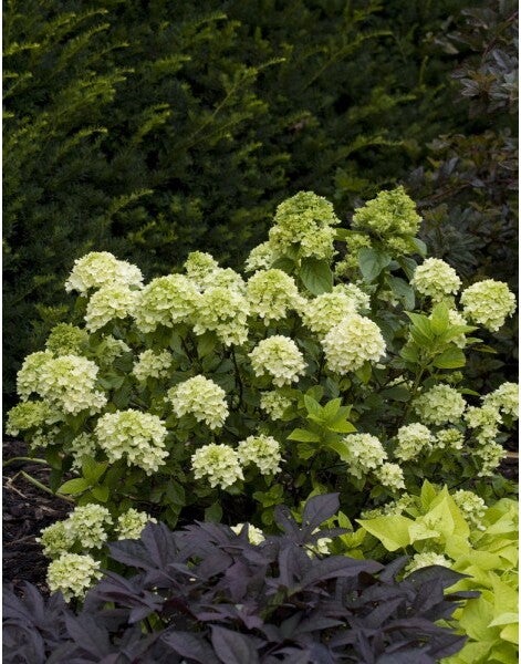 Pluimhortensia (Hydrangea paniculata 'Little Lime') D 19 cm