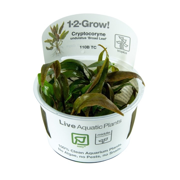 Waterplant Cryptocoryne Undulata Broad Leaf