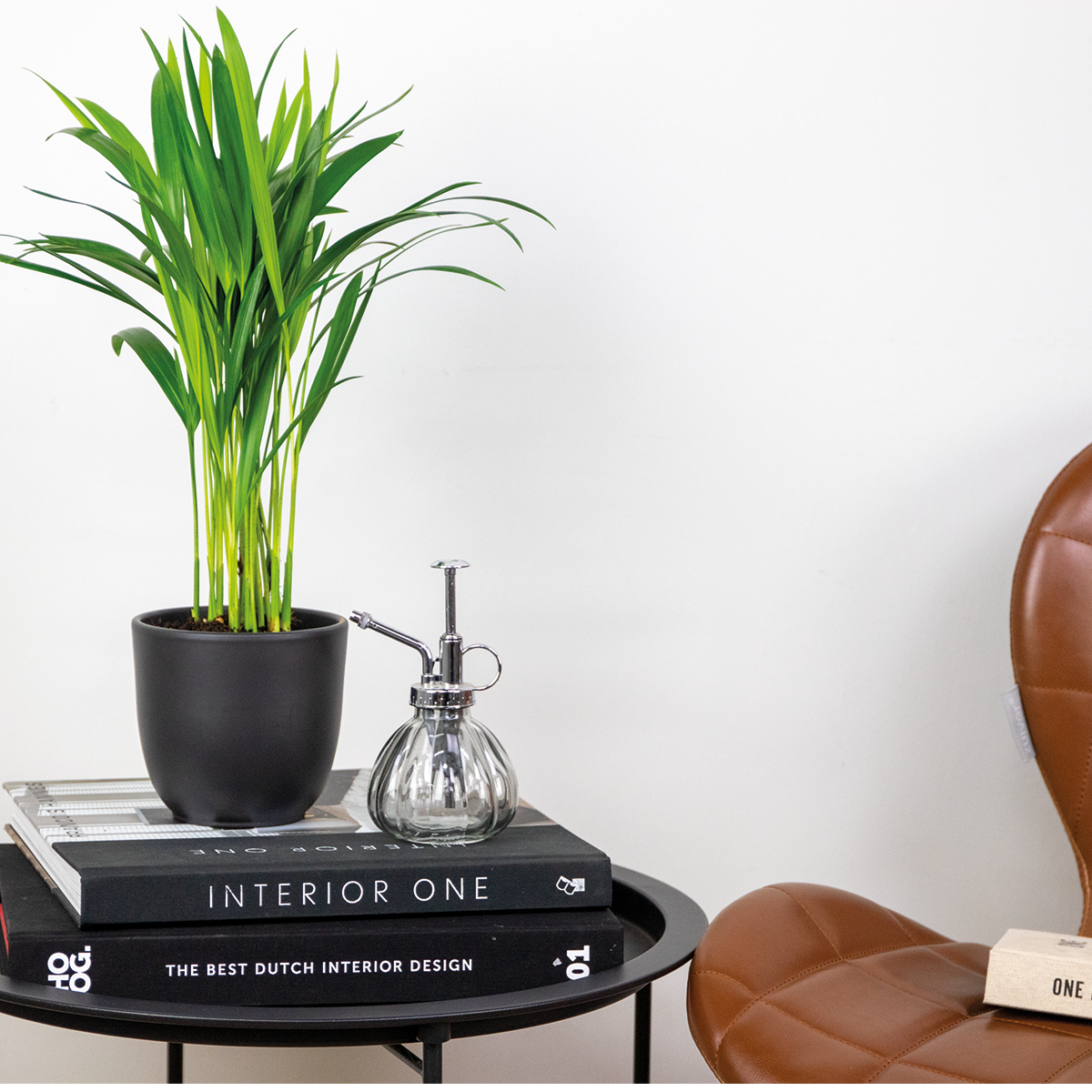 Dypsis lutescens - palmier dorés - plante d'intérieur - peu d'entretien – ⌀12 cm - ↕30-35 cm