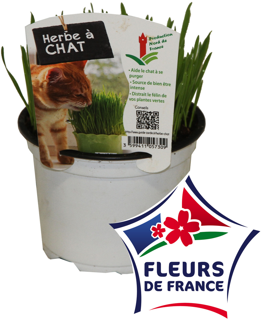 Herbe a chat pot 10,5 cm