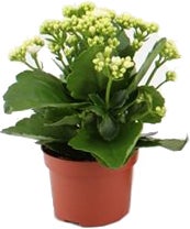 Kalanchoë (Kalanchoë blossfeldiana) wit D 10,5 H 23 cm