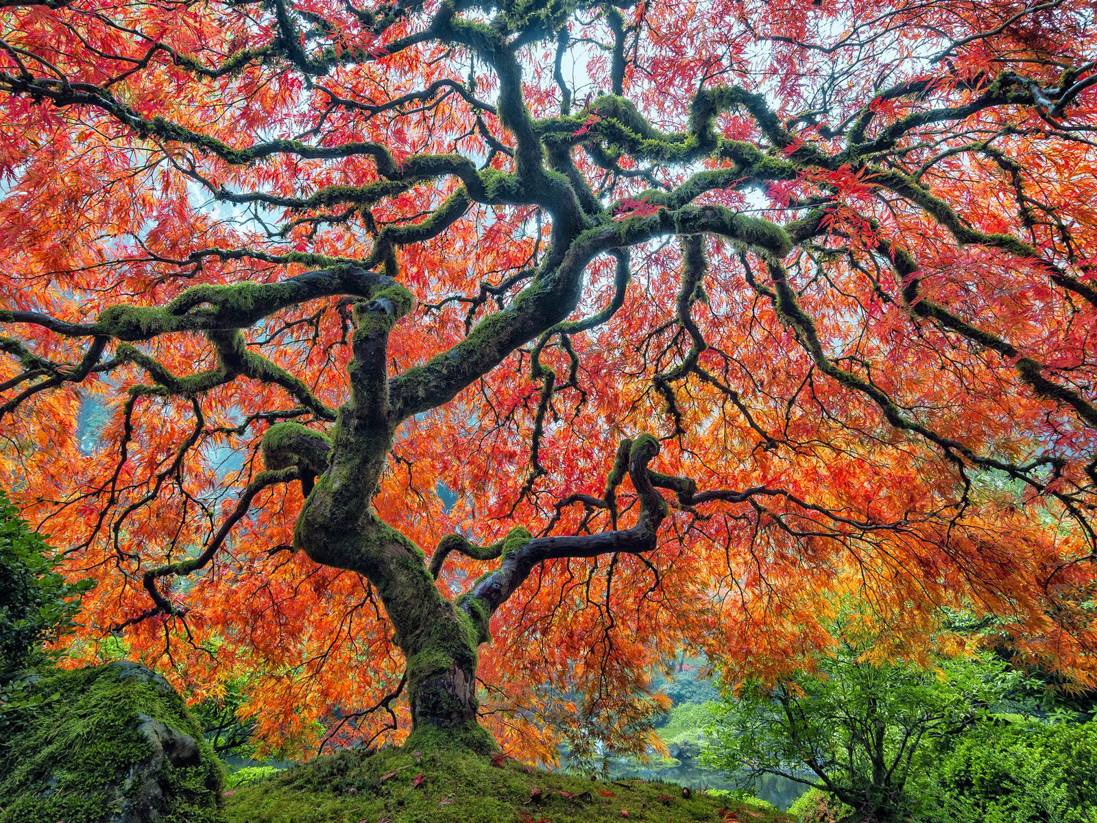 Under the Canopy by Roman Johnston - Darlings - Small Limited Edition. 30x40.