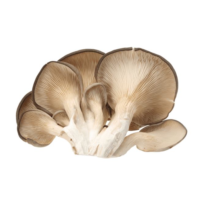 Oyster Mushroom Oesterzwam 200g