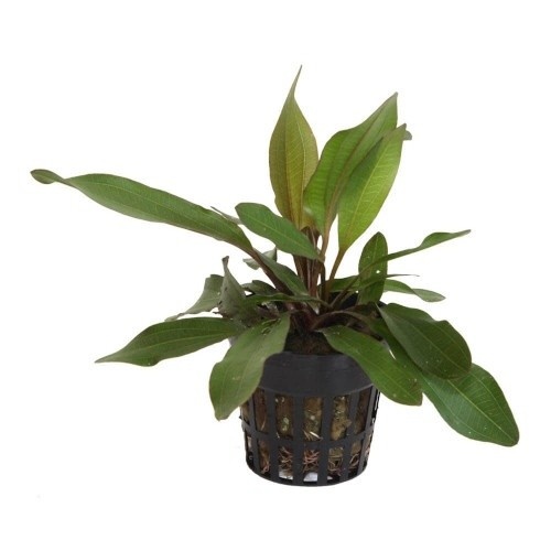 Planta Echinodorus Rubin para aquários