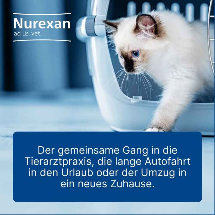 Nurexan ad us. vet. Tabletten , 100 St