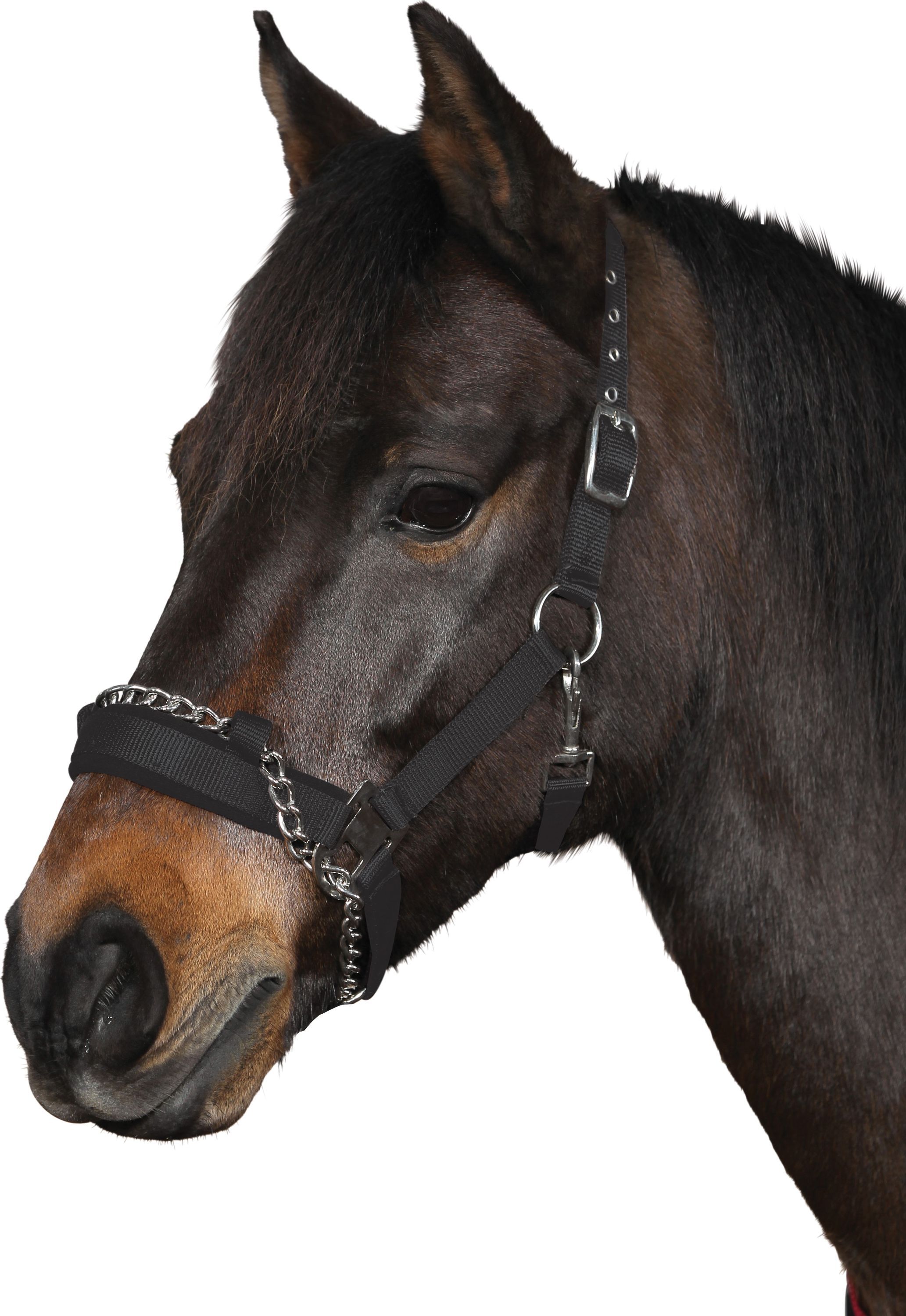 Horse Guard Halfter mit Kette
