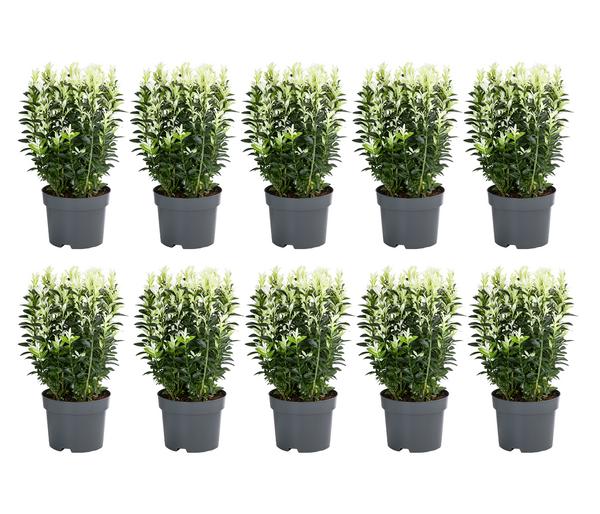 2 Meter Spindelstrauch 'Paloma Blanca', 10 x