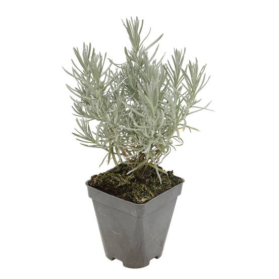 Plante au curry : godet vert