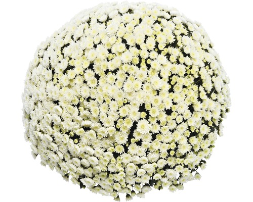 Chrysanthemum bol Ø 55+ cm FloraSelf Chrysanthemum indicum Ø 19 cm Plantdiameter ca. 55 cm Willekeurige variëteitselectie
