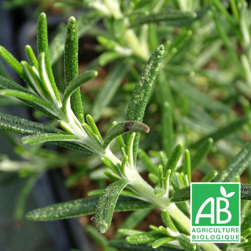 Romarin officinalis boule bio/rosmarinus officinalis boule[-]lot de 9 godets