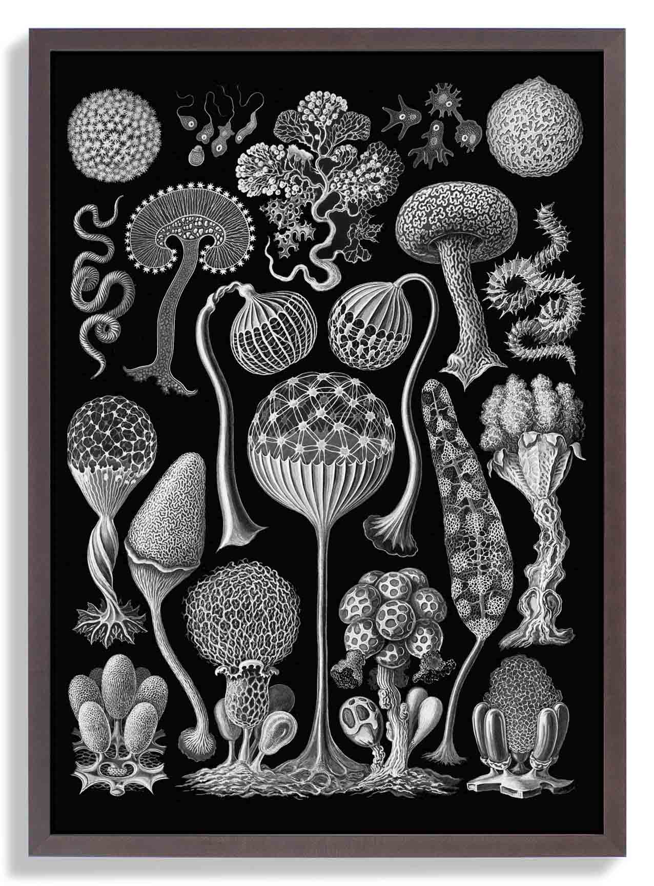 Mycetozoa von Ernest Haeckel