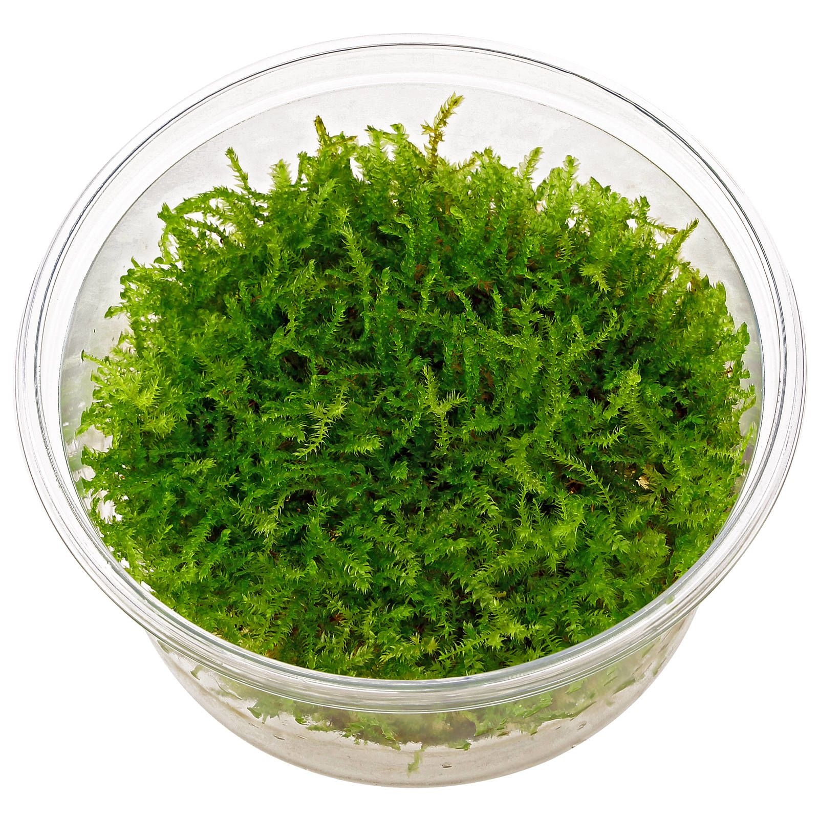 Waterplant Christmas Moss in bakje