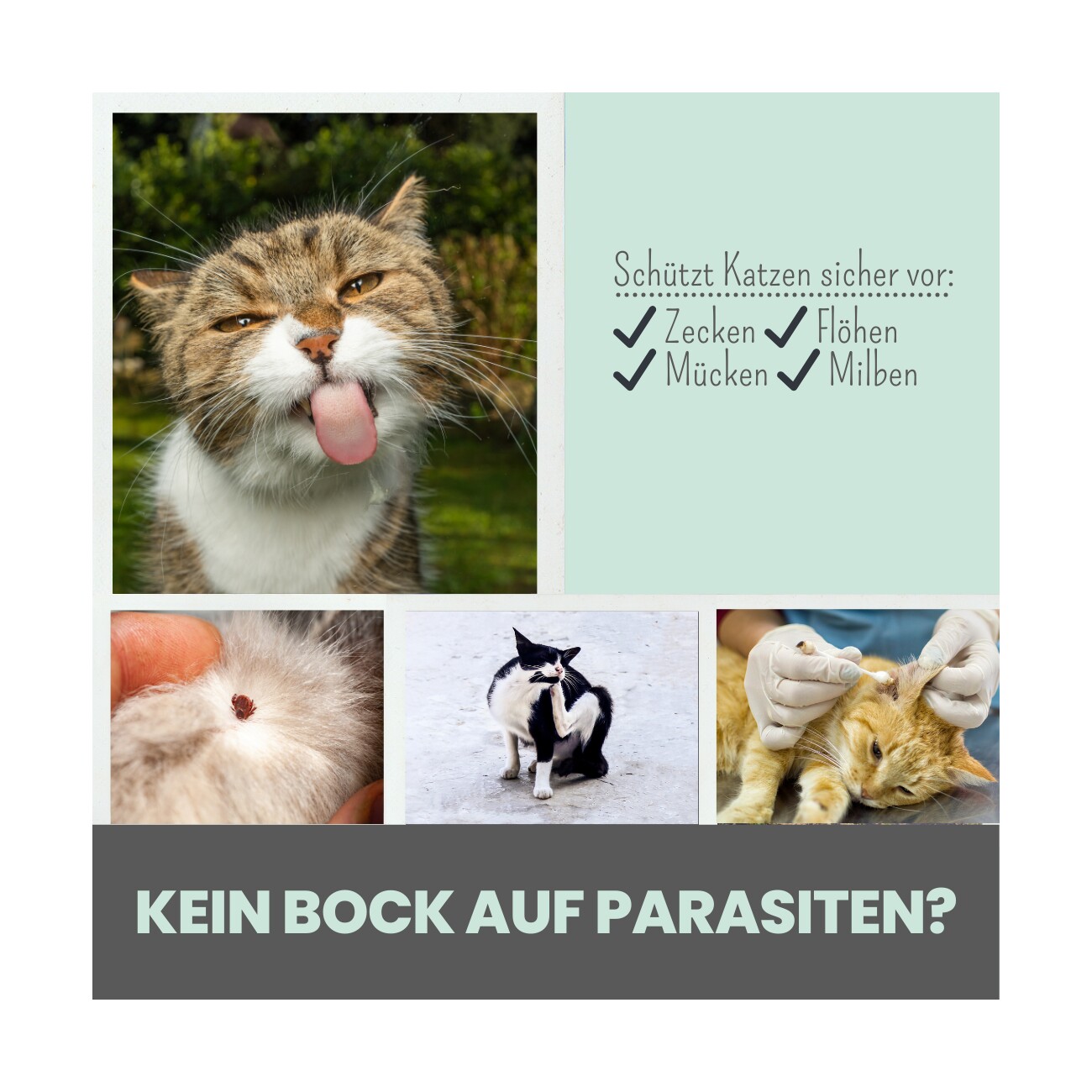 noms+ Zpot-on für Katzen gegen Zecken, Flöhe, Milben & Mücken 30ml