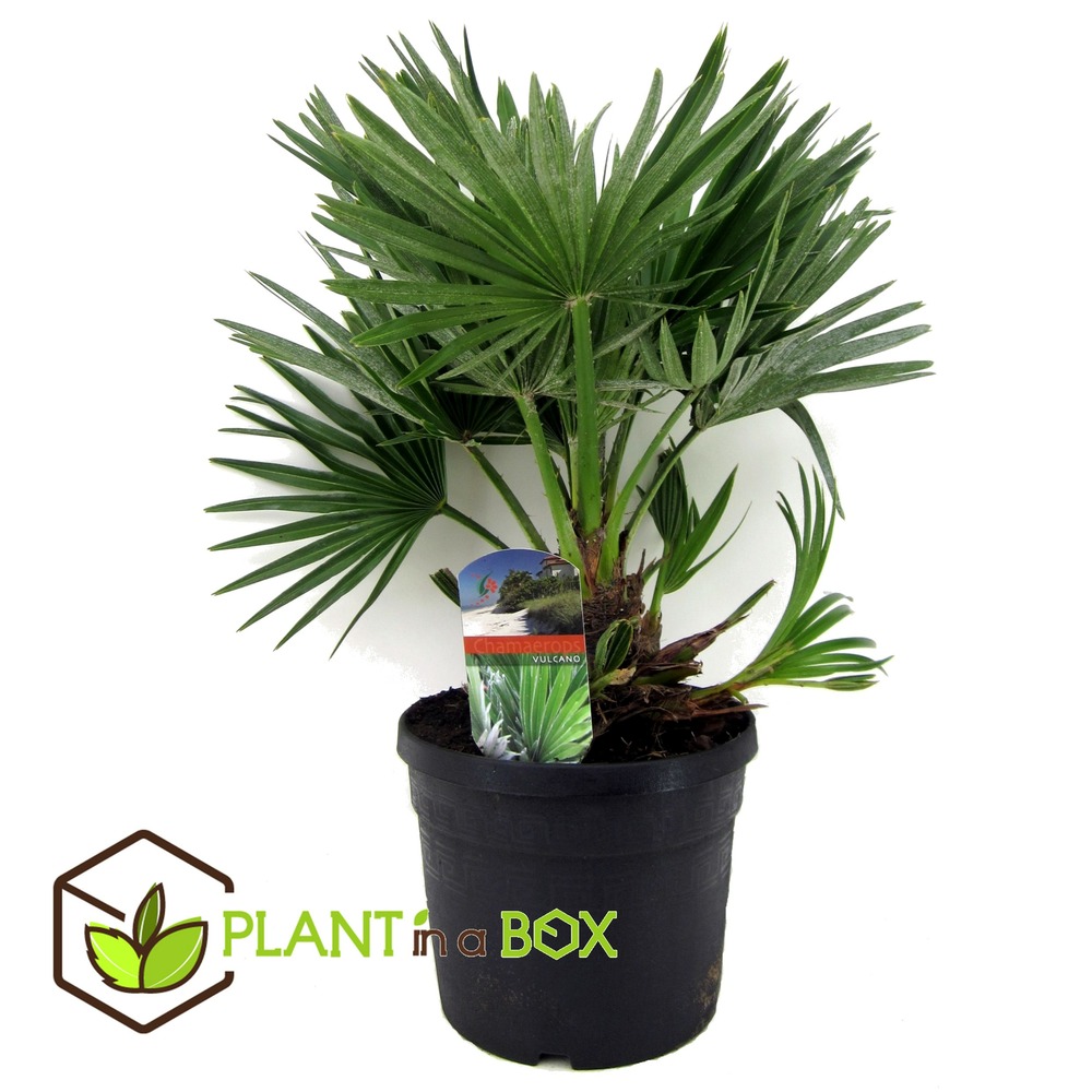Chamaerops 'vulcano' - palmier nain - pot 19cm - hauteur 35-45cm