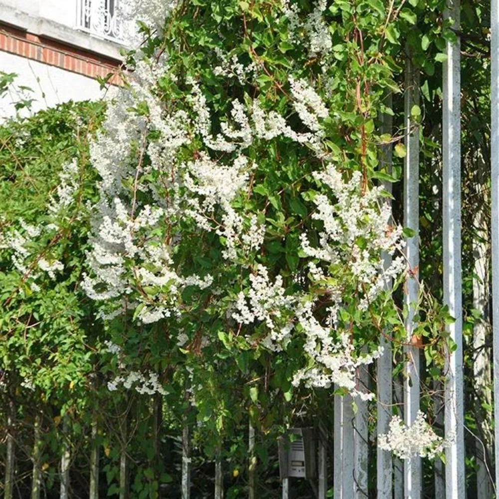 Renouée d'aubert - polygonum aubertii 3l