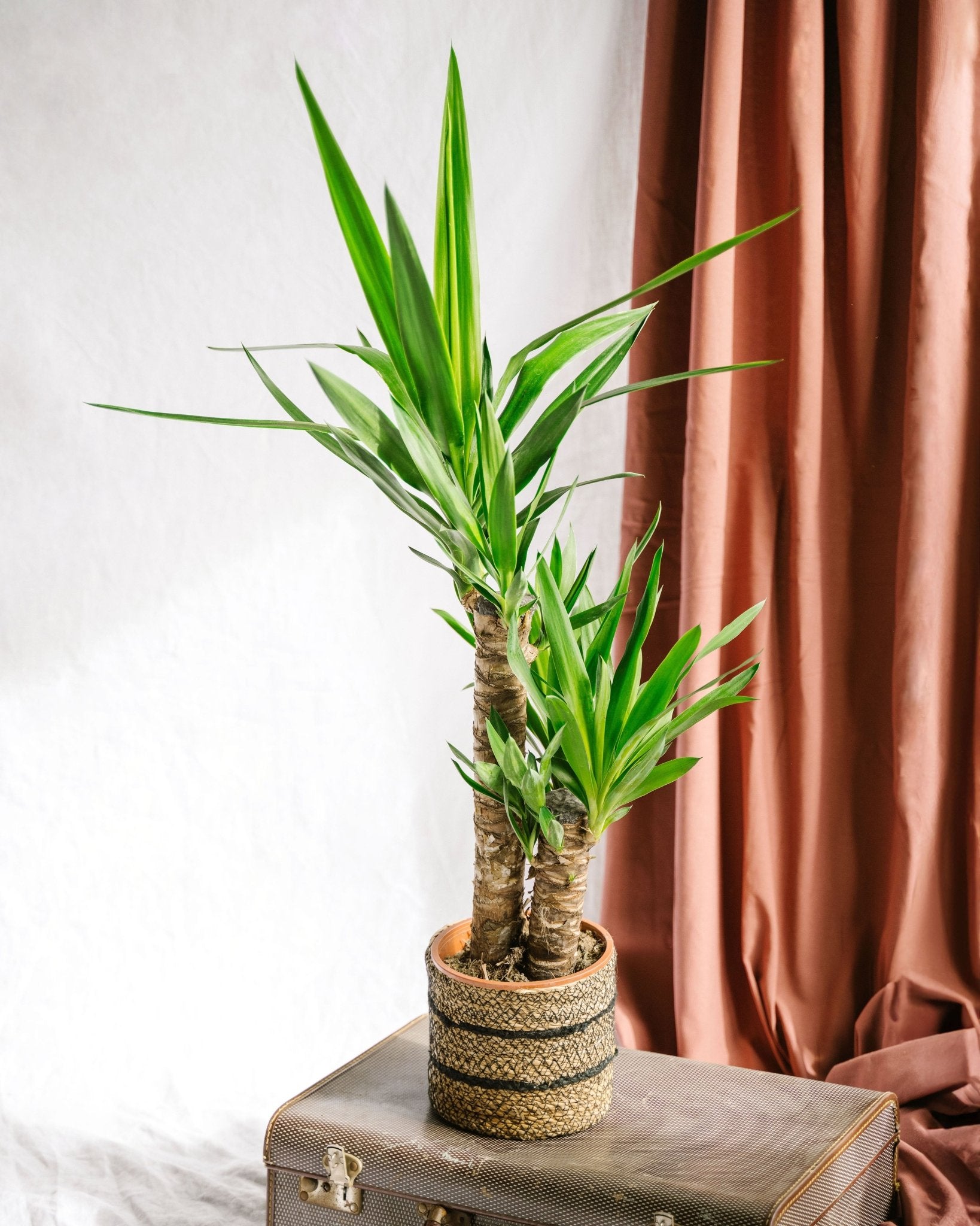 Plante d'intérieur - grand yucca 85cm