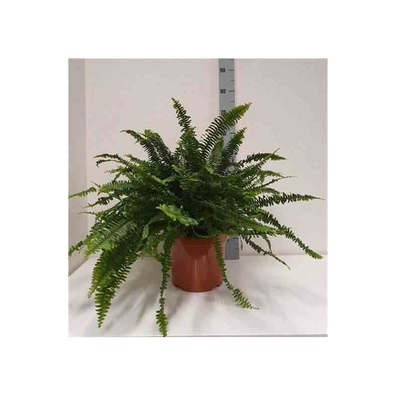 Nephrolepis exaltata green lady (fougères d'intérieur) taille pot de 10 litres 60/80cm