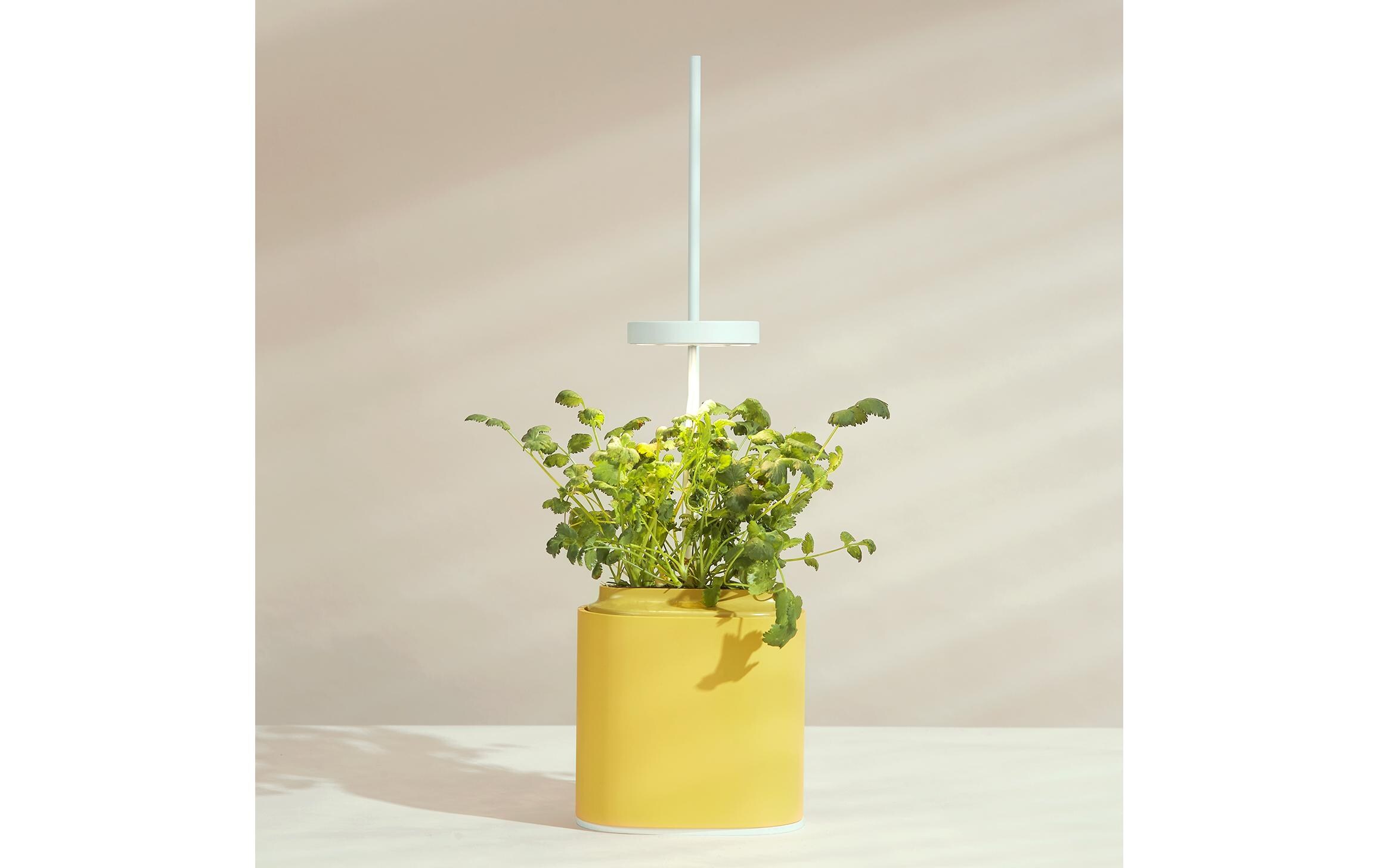 Kräutertopf Nano, Mimosa YellowIntelligentes Pflanzengefäss für Pflanzen und Kräuter