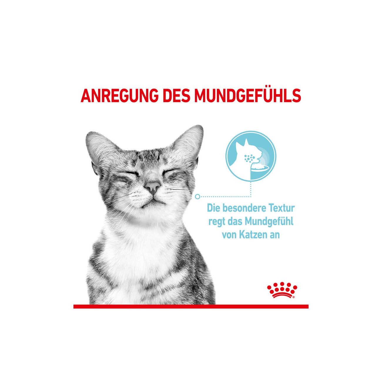 ROYAL CANIN SENSORY Feel in Gelee für wählerische Katzen 12x85g