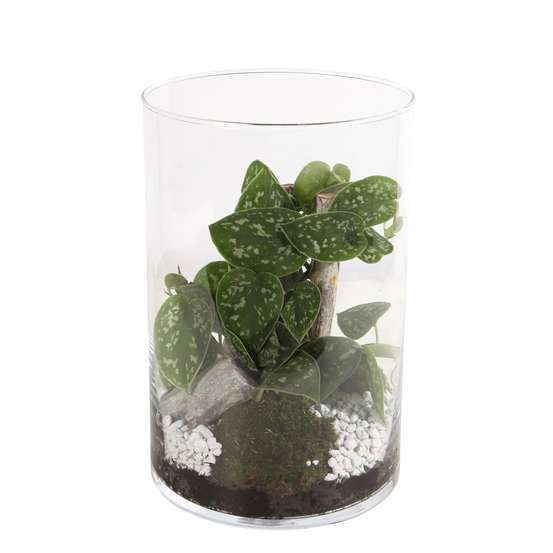 Pothos en terrarium : D19 x H35cm