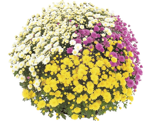 Chrysanthemum Chrysanthemum indicum 'Party Trio' Ø 20 cm pot assorti