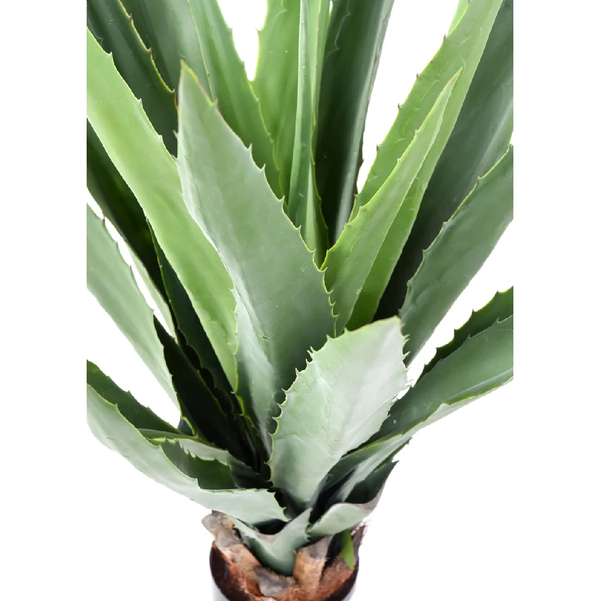 Agave Furcraea Pegane
