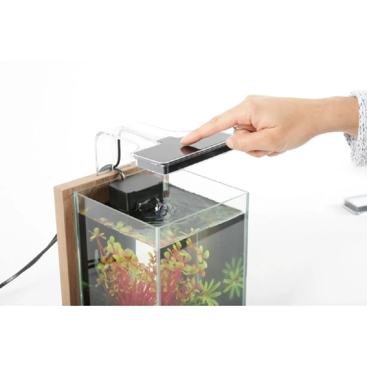 TETRA Kit de 6 Plantes Jalaya