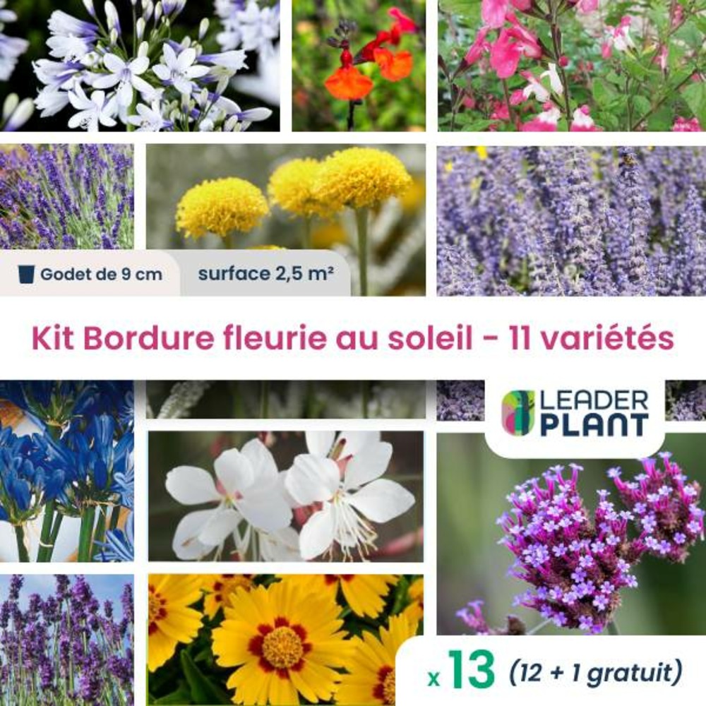Kit bordure fleurie au soleil - 11 variétés - lot de 12 plants en godet