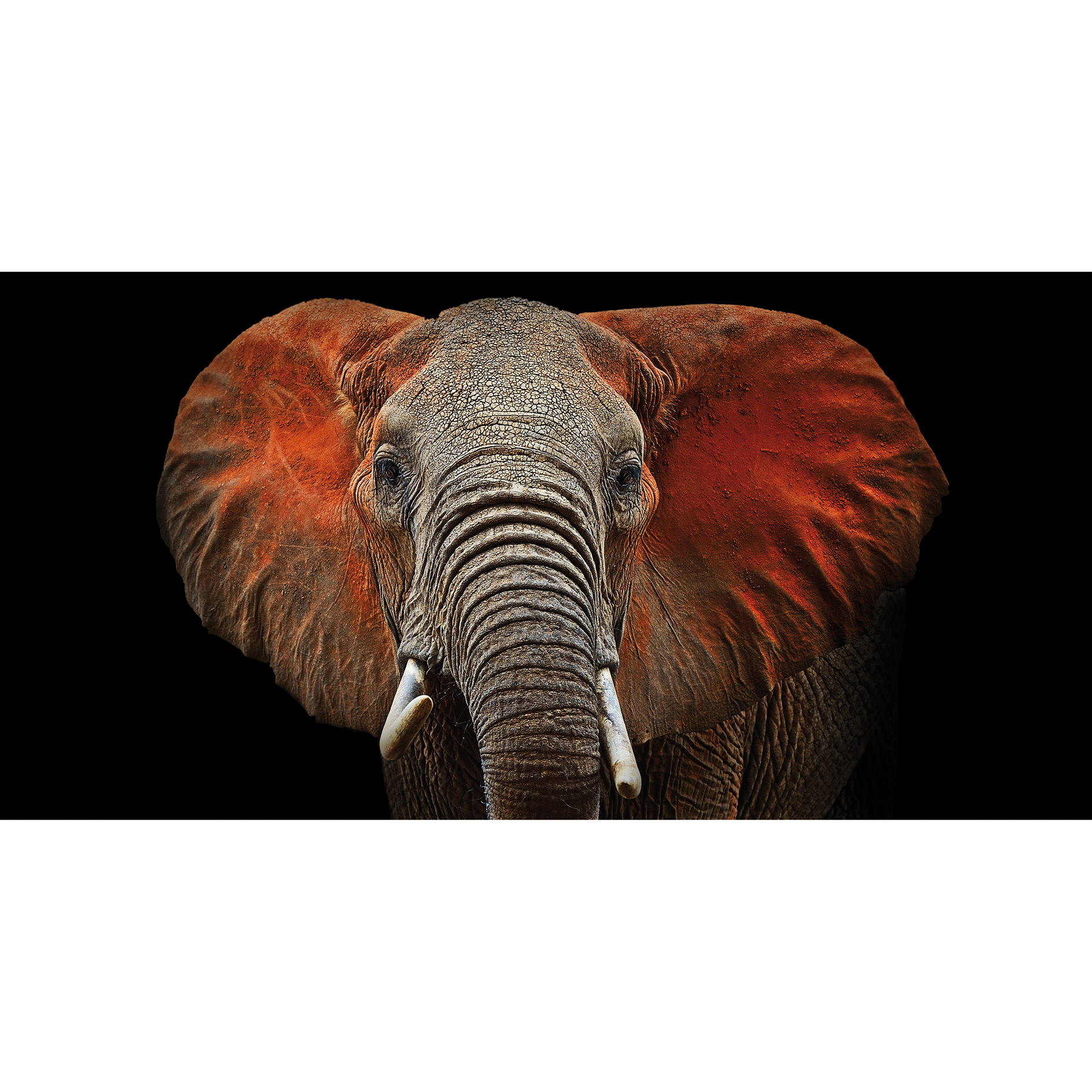 Keilrahmenbild BUNTER ELEFANT - 100x50 cm