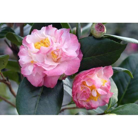 Camellia 'Nuccio's Jewel' : H 40/50 cm, ctr 3 Litres