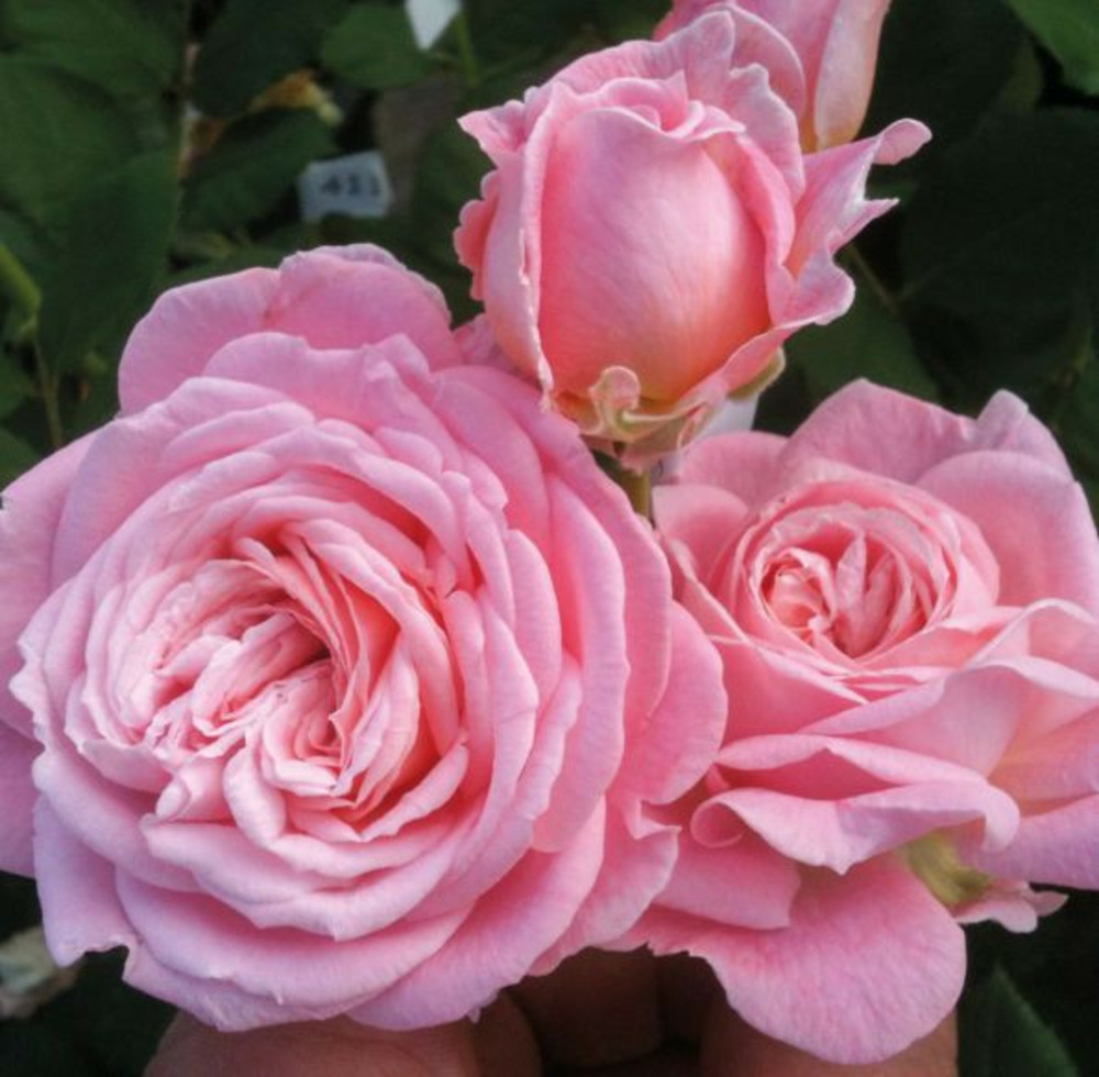 Rosier parfuma 'madame de maintenon' ? - 4l