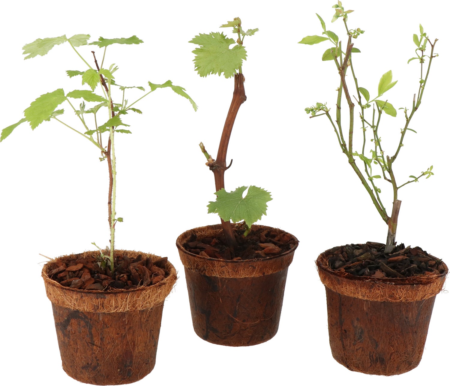 Blauwe druif (Vitis vinifera 'Nordica') D 13 H 30 cm