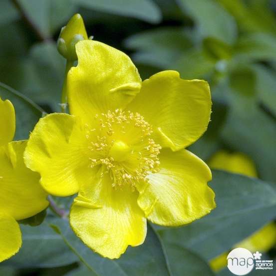Hypericum x ' Hidcote '- pot de 4 litres