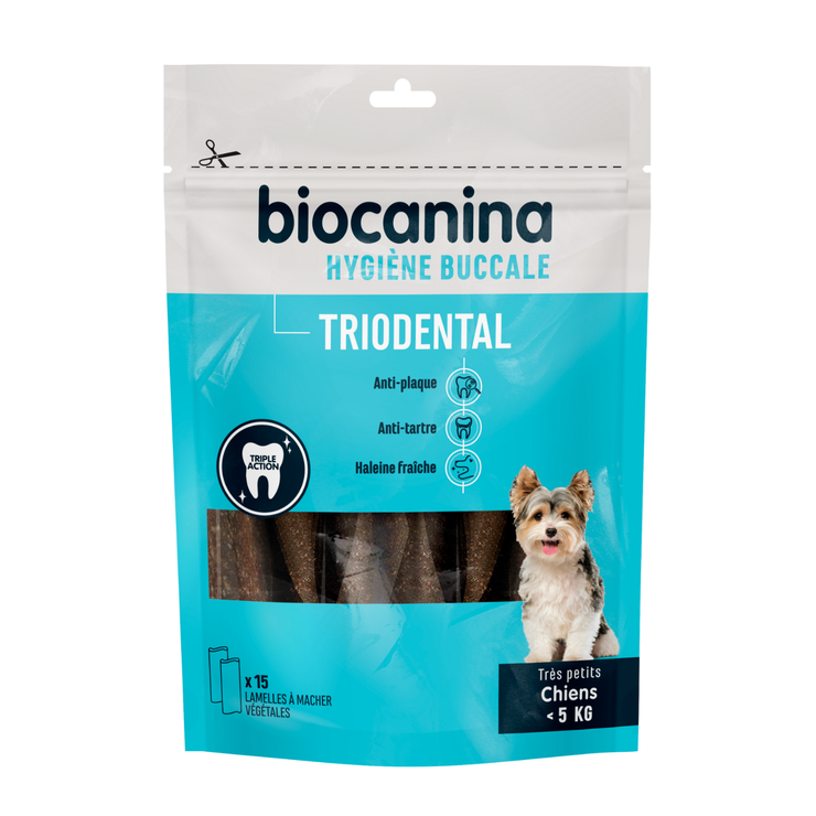 Triodental très petit chien
