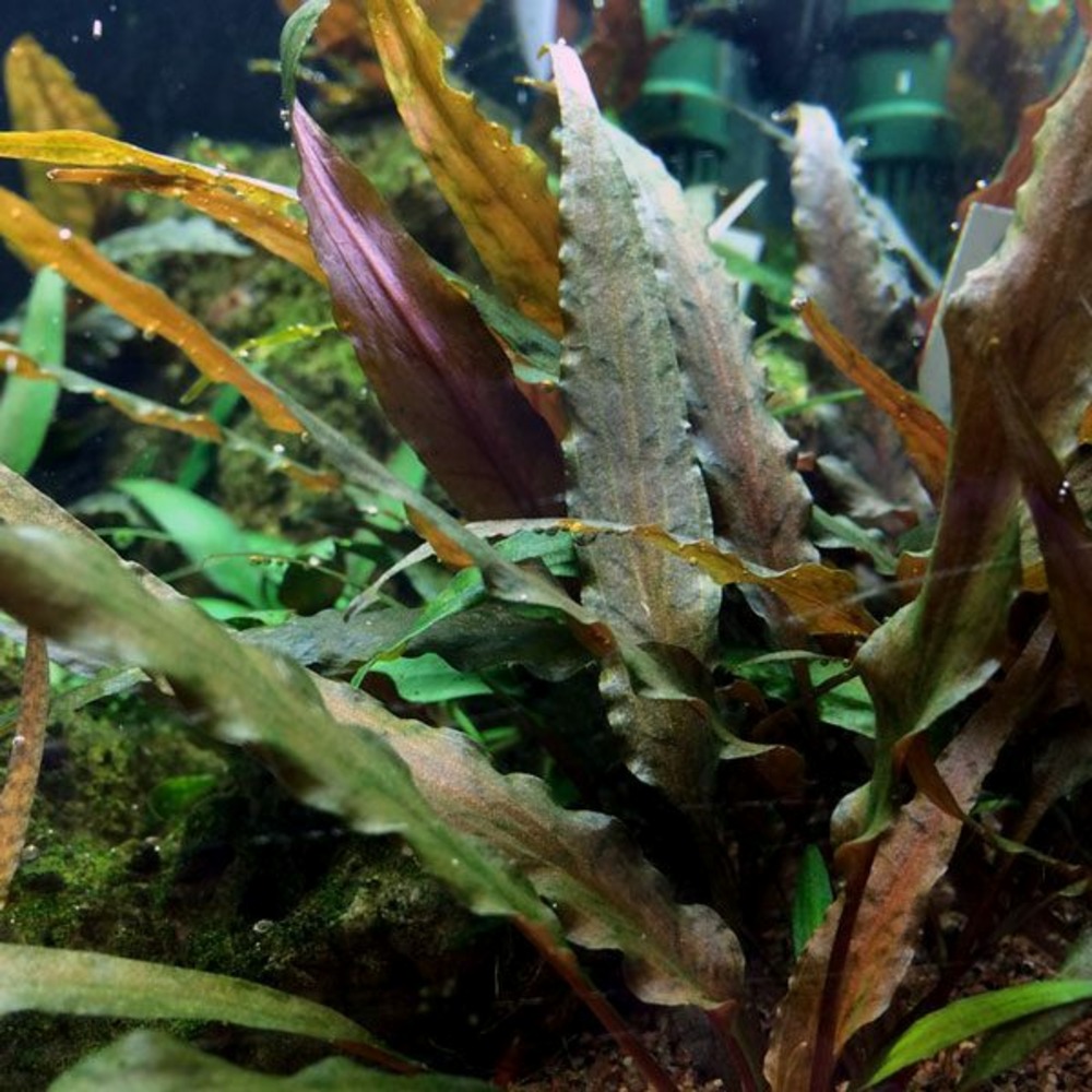 Cryptocoryne undulatus red in vitro