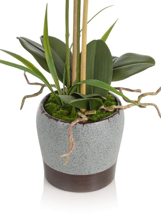 Orchidee Phalaenopsis mit Keramiktopf, 69 cm