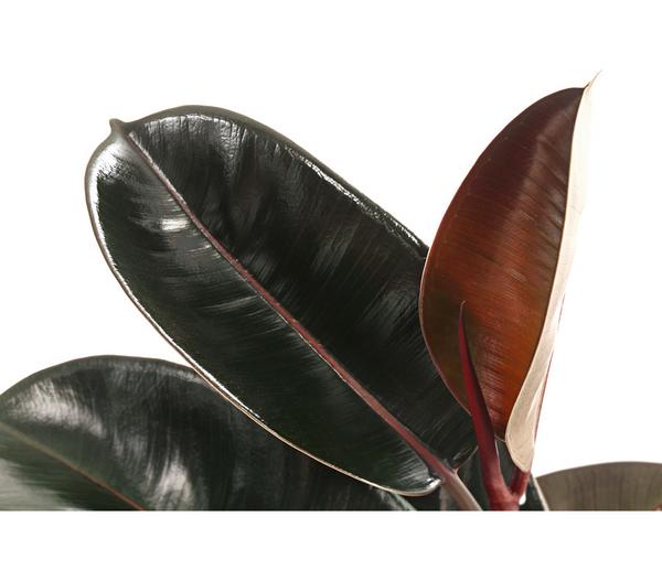 Gummibaum - Ficus elastica 'Abidjan'