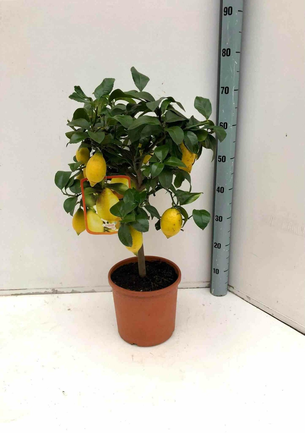 Citrus limon (citronnier) blanc - taille pot de 65l - 125/150cm -18/20 peri