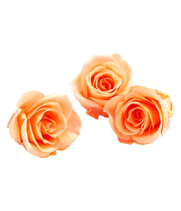 Dehner Longlife-Rose, ca. Ø3 cm