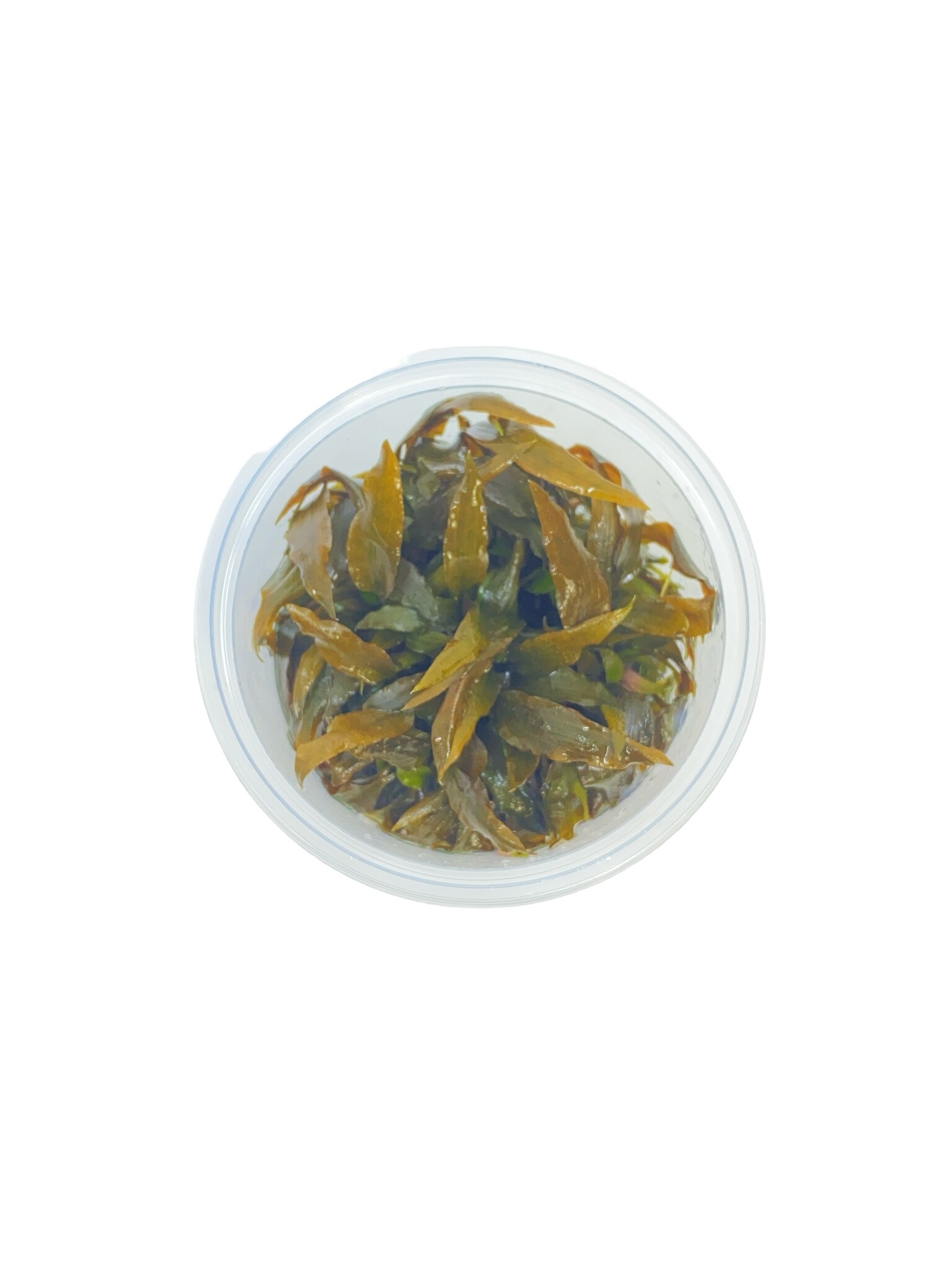 Waterplant Cryptocoryne Rubella in-vitro