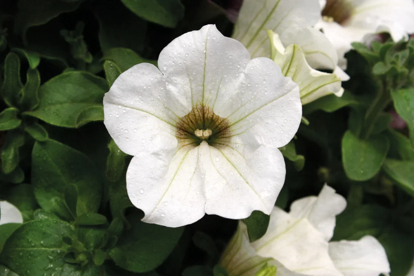 Petunia hybrida Petunia stikling Ø6 cm