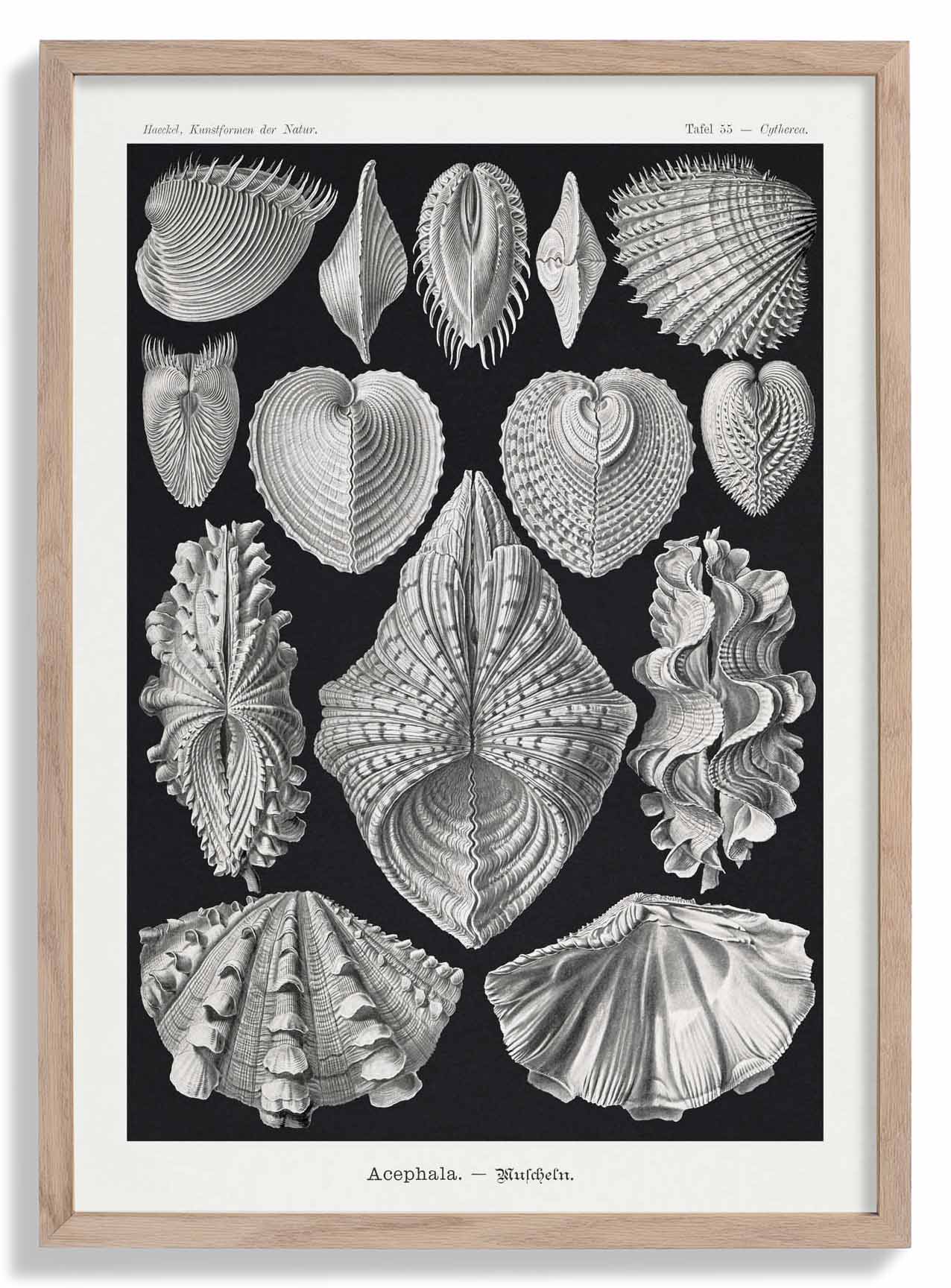 Acephala von Ernst Haeckel