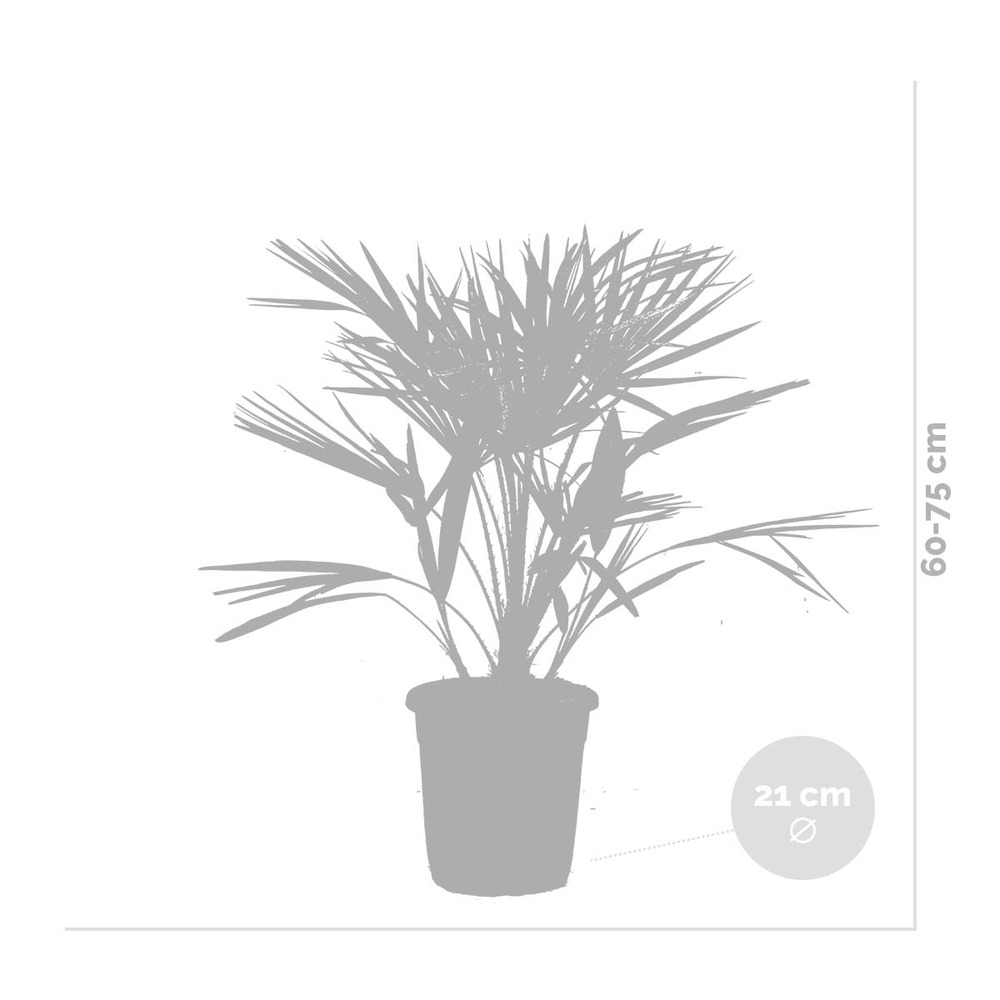 Chamaerops 'humilis' - palmier nain européen - palmier - rustique – ⌀21 cm - ↕60-75 cm