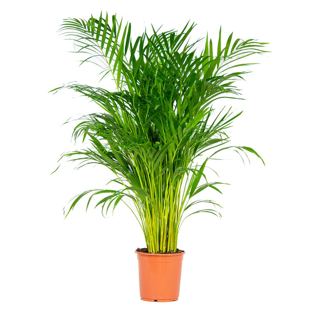 Dypsis lutescens - palmier dorés - plante d'intérieur - entretien facile – ⌀21 cm - ↕100-110 cm
