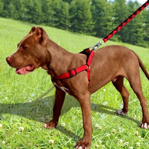 Guia curta para cães MyPetCare, vermelha